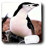 Birds - Chinstrap Penguin - Mouse Pads