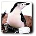 Birds - Chinstrap Penguin - Mouse Pads Image