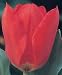 Red Emperor Fosteriana Tulip 10 Bulbs - Heirloom
