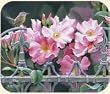 Fiddlers Elbow Wren and Pink Flowers Mouse Pad Bird