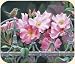 Fiddlers Elbow Wren and Pink Flowers Mouse Pad Bird