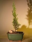 Bonsai Boy's Italian Cypress Evergreen Bonsai Tree - Medium cupressus sempervirens