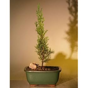 Bonsai Boy's Italian Cypress Evergreen Bonsai Tree(cupressus sempervirens)