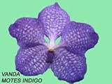 Vanda Motes Indigo 1605H
