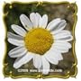 Roman Chamomile (Anthemis nobilis) Jumbo Wildflower Seed Packet (600)