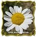 Roman Chamomile (Anthemis nobilis) Jumbo Wildflower Seed Packet (600)