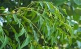 Neem (Azadirachta indica) - 8oz dried leaves