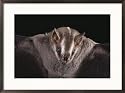 Close view of a bat in a rain forest in Costa Rica Subject Framed Art Poster Print by Michael Melford, 29x21