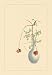 Pomegranate and Chrysanthemum 12x18 Giclee on canvas Image