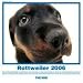 The Dog Rottweiler (Artlist Collection)