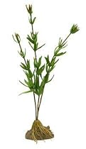 Tetra Usa Inc. Water Wonders 14" Silk Diandra