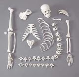 One-Half disarticulated Budget Skeleton with Skull (CHA41)