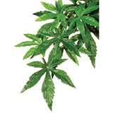 Exo-Terra Abuliton - Silk - Small