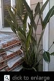 Bird of Paradise Plant Five Gallon