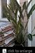 Bird of Paradise Plant Five Gallon