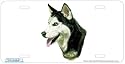 Siberian Husky Art Print - License Plate Tag By Robert J. May From Airstrike