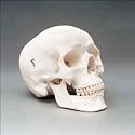 Classic Human Skull (Model A20)