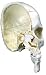BONElike Skull Model - Bony skull half, 4 part