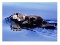 Sea Otter with Offspring Photographic Poster Print by Lynn Stone, 16x12