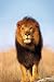 Lion 91cm x 61cm Poster