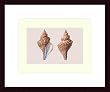Art Poster Wood Framed Print - Shells - Artist: unknown- Poster Size: 11 X 15