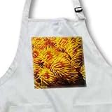 Spinecheek Anemonefish hides in Bulb-Tenacle Sea Anemone.(Premnas biaculeatus).Solomon Islands - Medium Length Apron With Pouch Pockets 22w X 24l