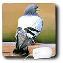 Birds - Dove, Pigeon - Mouse Pads