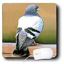Birds - Dove, Pigeon - Mouse Pads