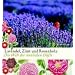 Lavendel, Zimt und Rosenholz: Die Welt der sinnlichen D�fte