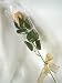 Long-Stemmed Gold-Foiled Truffle Roses in Sleeves & Bows, Case of 36