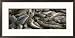Female northern elephant seals and their pups bask during spring molt Framed Art Poster Print by Rich Reid, 28x14