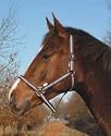 Halter, Orlando - Medium (cob) blue/cream