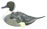 Miniature Pintail - B0006TWF08