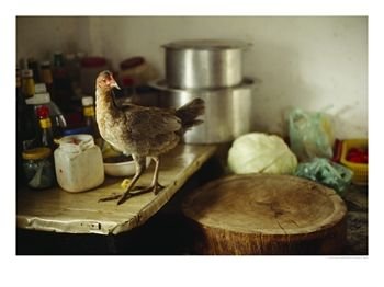A Wild Chicken on a Kitchen Table Next to the Chopping Block Animals Photographic Poster... by Chopping Blocks