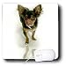 chihuahua20  - Dogs Chihuahua Long Hair Chihuahua Mouse Pads
