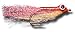 Christmas Island Special - Pink Fly Fishing Fly