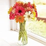 20 Stems Cheerful Assorted Gerbera Bouquet - B0027ISYEC