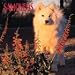 Dog Breeds Samoyeds Calendar