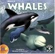 WORLD OF WHALES