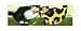 Flirt, Solid & White Colored Cat Art Poster Print by Steven Lamb, 22x12