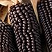 Organic Dakota Black Popcorn 100 Seeds