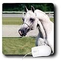 Horse - Head of Arab Horse - Mouse Pads