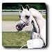 Horse - Head of Arab Horse - Mouse Pads