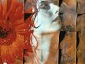 Awake in Dreamland Music for Meditation CD