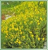 Dwarf St. John's Wort 8 Plants - Hypericum grandiflorum