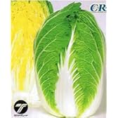 ご黄げん90[白菜]【タネ】20ml