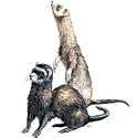 Ferret Adult T-Shirt