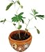CURIOUS GEORGE AMAZING MOVING PLANT