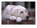 8-week-old Yellow Labrador Retriever Puppy Photographic Poster Print by Aneal Vohra, 16x12