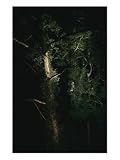 Borneo Dayak's-related products item: The Author and His Colleagues Climb up a Dipterocarp Tree in Borneos Forest Canopy Photographic Poster Print, 18x24